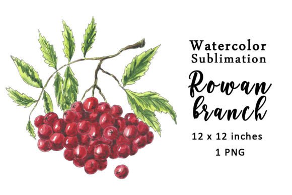 Watercolor Sublimation Rowan Branch PNG